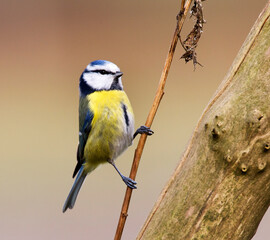 Pimpelmees, Blue Tit, Cyanistes caeruleus