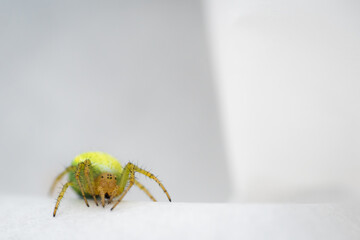 Spinne
