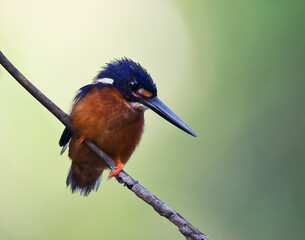 Meningting IJsvogel, Blue-eared Kingfisher, Alcedo meninting
