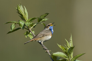 Bluethroat, Luscinia svecica, Blauwborst