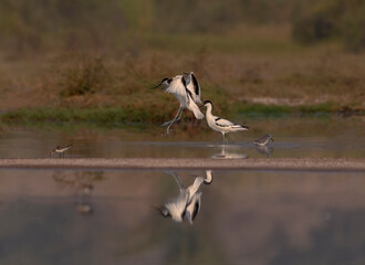 The pied avocet is a large black and white wader in the avocet and stilt family, Recurvirostridae