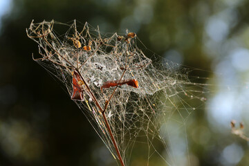 Spider web over the bush