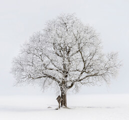 Fototapeta na wymiar Baum im Winter mit Rauhreif und Holzkreuz (1)