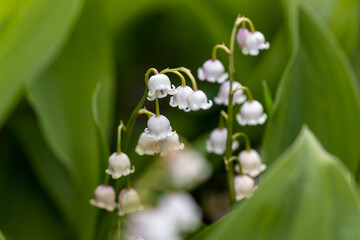 White lily of the valley flower. Detailed macro view.