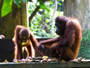Foto auf Glas Borneose orang-oetan, Bornean Orangutan, Pongo pygmaeus © AGAMI