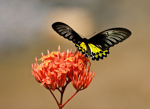 Borneo Birdwing, Troides andromache