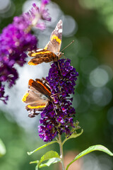 Two red Admiral, Vanessa atalanta, butterflies on Buddleja flower or butterfly bush. High quality...