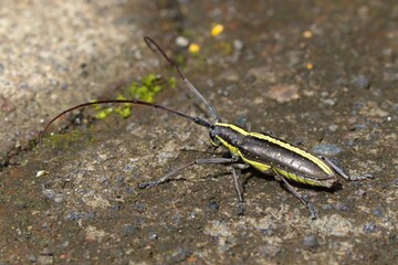 bug on the ground