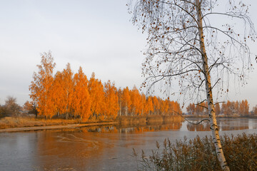 birch grove by the lake in autumn at dawn