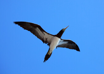 Brown Booby, Sula leucogaster