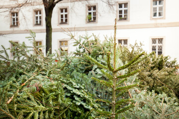 Fototapeta na wymiar Old Christmas trees on the street. Alte Weihnachtsbäume auf der Straße.