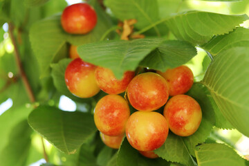 Cherry branch. Yellow and red ripe cherries.
