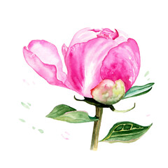 Watercolor illustration of pink beautiful peony with leaves for design on white isolated background