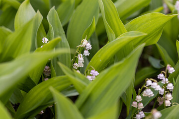 Obraz premium White lily of the valley flower. Detailed macro view.