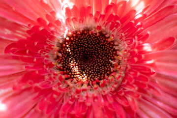 Close up of a pink gerbera flower. High quality photo