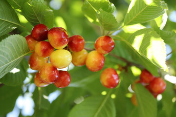 Cherry branch. Yellow and red ripe cherries.
