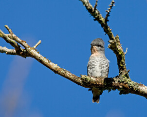 Roodkeeldwergcotinga.,Buff-throated Purpletuft, Iodopleura pipra