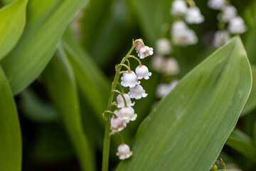 White lily of the valley flower. Detailed macro view.