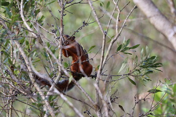 squirrel on a tree