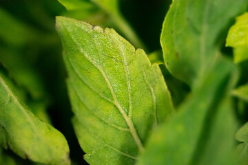 close up of green leaf