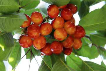 Cherry branch. Yellow and red ripe cherries.