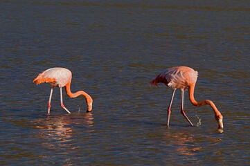 American Flamingo, Rode Flamingo, Phoenicopterus ruber