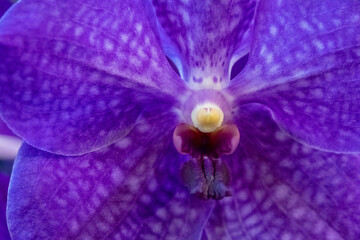 マクロ撮影の花