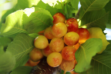 Cherry branch. Yellow and red ripe cherries.