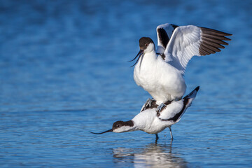 Säbelschnäbler (Recurvirostra avosetta) Paarung