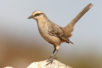Campos-spotlijster, Chalk-browed Mockingbird, Mimus saturninus