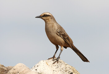 Campos-spotlijster, Chalk-browed Mockingbird, Mimus saturninus