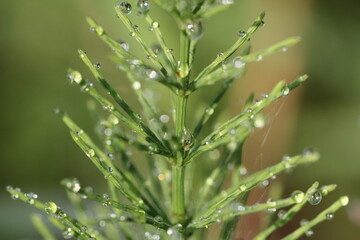 dew on grass