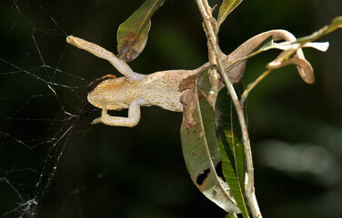 Parsons kameleon, Parson's Chameleon, Calumma parsonii © AGAMI