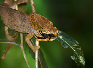 Parsons kameleon, Parson's Chameleon, Calumma parsonii © AGAMI