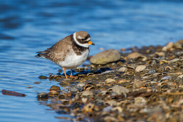 Sandregenpfeifer (Charadrius hiaticula)