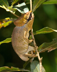 Parsons kameleon, Parson's Chameleon, Calumma parsonii