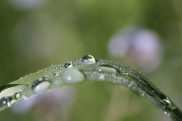 dew drops on a grass