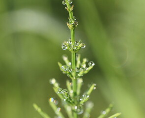 dew drops on grass