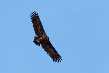 Obraz premium Monniksgier, Cinereous Vulture, Aegypius monachus