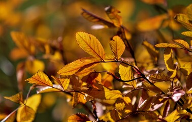 Fototapeta na wymiar Autumn leaves on the sun. Fall blurred background.