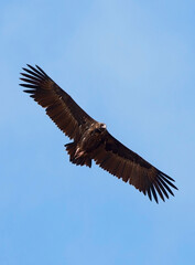 Monniksgier, Cinereous Vulture, Aegypius monachus