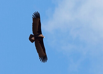 Monniksgier, Cinereous Vulture, Aegypius monachus