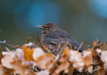 Common Blackbird, Merel, Turdus merula
