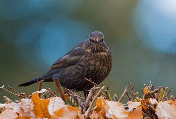 Common Blackbird, Merel, Turdus merula