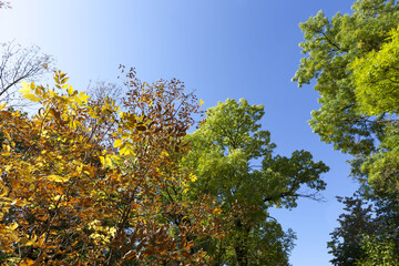 colorful deciduous trees in the forest autumn