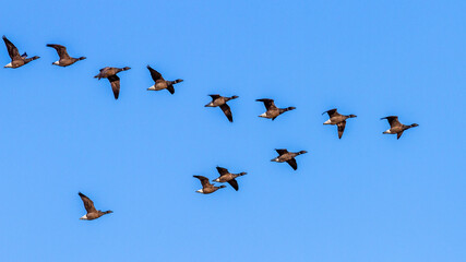 Ringelgänse (Branta bernicla)