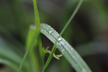 dew on grass