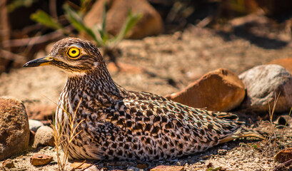 Spotted thick-knee on nest