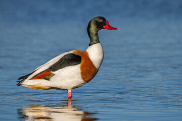 Brandgans (Tadorna tadorna) Männchen