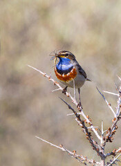 Common Bluethroat with food in the Dunes